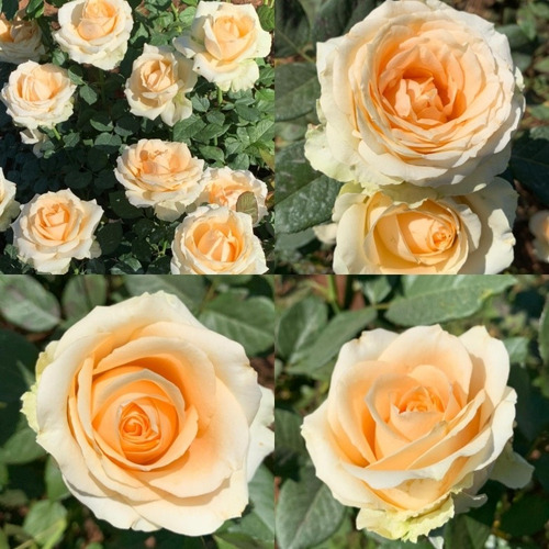 Kit De 05 Mudas De Rosas Sem Espinhos Variadas T5