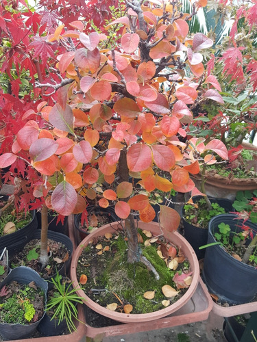 Bonsai De Pseudocydonia Sinensis Membrillero Rojo Otoñal