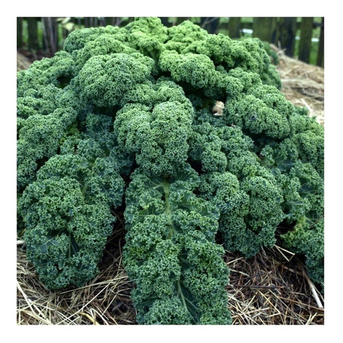 Imagen 3 de 4 de Semillas Kale Rizado Verde X Sobre A Toda Huerta