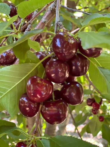 2 Plantas De Cereza Corazón Dulce 