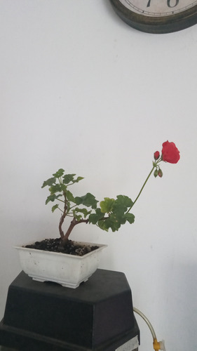 Bonsai De Geranio En Flor Maceta Rectangular N15 Naranja Oscuro