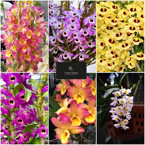 Orquídea Dendrobium Nobile Adulta Kit Com 03 Und | Parcelamento sem juros