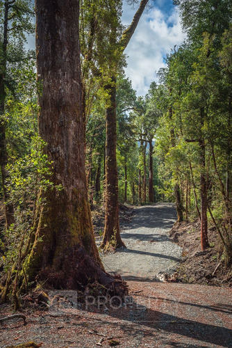 Parcela 8000 M2 En Lago Huillinco, Chiloe. Región Los Lagos