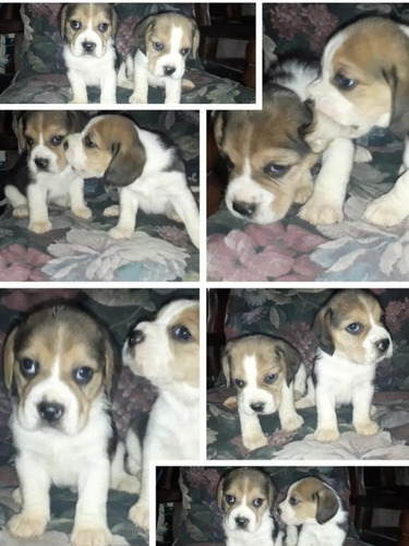 Cachorros Beagle