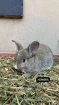 Comprar Conejos Criollos Bebes Padres Enanos