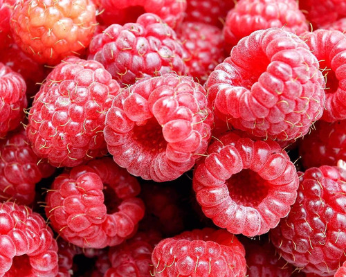Imagem 2 de 7 de 15 Sementes De Framboesa Gigante Red Raspberry Rubus P/mudas