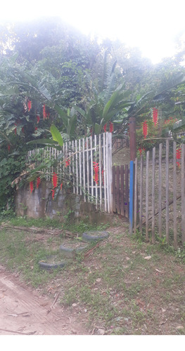 (6) Sementes De Heliconia Rostrata Exótica E Ornamental