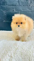 Comprar Pomeranias Hembra Y Macho Oso Rojos Vip Macho Rojo