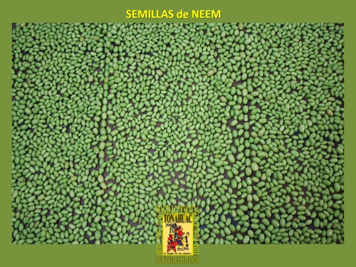 300 Semillas De Neem Codigo 907 + Regalos