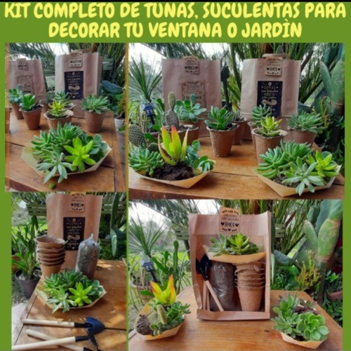 Kit Para Plantar Tunas Suculentas Set Completo