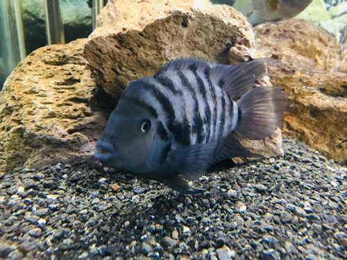 Acuario Pecera Completo