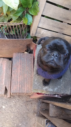 Vendo Cachorro Pug