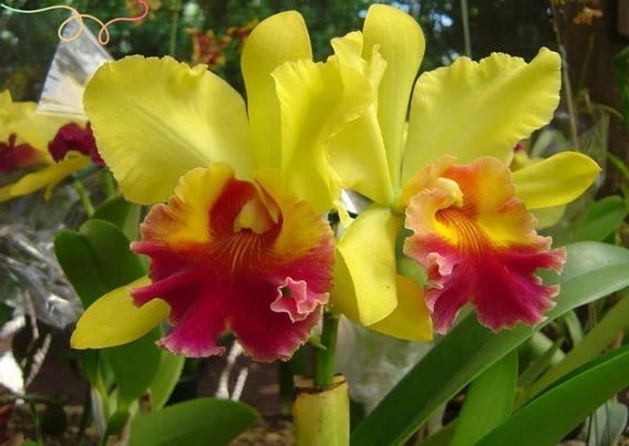 Orquídea Adulta Amarela E Royal Linda Bem Embalada Presente | MercadoLivre