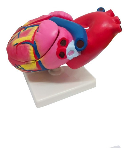 Modelo Anatómico De Corazón Mediano