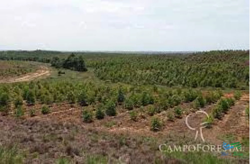 Campo Forestado Con Renta X 22 Años...!