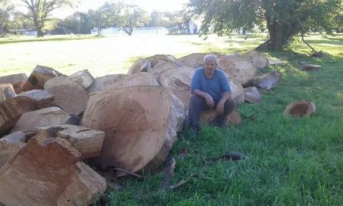 Poda Y Extraccion De Arboles Zona Sur