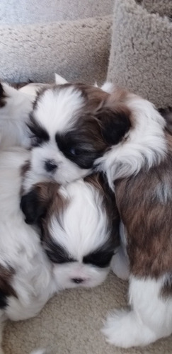 Imagem 1 de 3 de Cachorro Da Raça Shih-tzu Fêmea