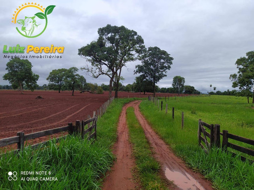 Imagem 9 de 14 de Fazenda À Venda Em Nioaque - Ms - De 463,57 Hectares (pecuária) - 1665