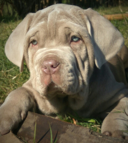 Cachorros De Mastín Napolitano