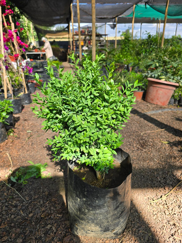 Planta De Boj 30 Cm Gratis A Rm No Envío A Regiones