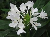 Caña De Ámbar Rizomas Hermosa Flor Blanca Muy Perfumada | MercadoLibre