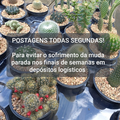 Imagem 7 de 7 de Mudas Cactos Cactus Com Vaso P.11 Parodia Rutilans