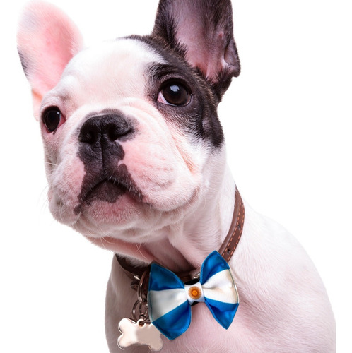 Imagen 1 de 3 de Moños Corbatas Ropa Para Perros Argentina Y Varios Modelos