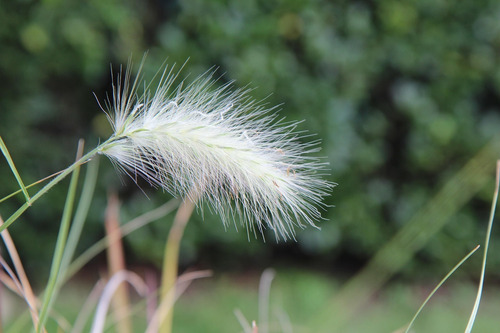 Semillas De Cola De Zorro O Pennisetum Alba X 25 Unid.