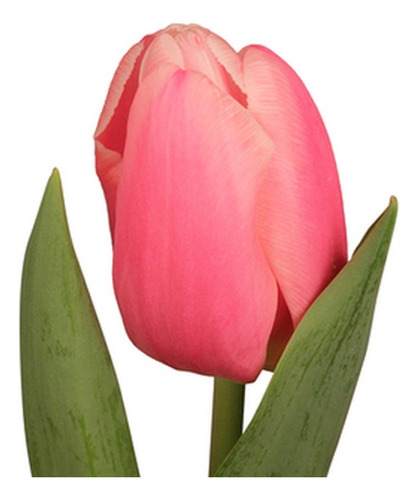 Pack 20 Bulbos De Tulipan Rosa Puntas Blancas