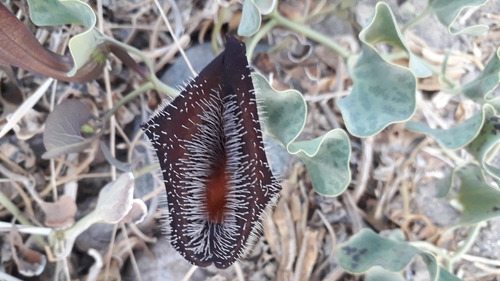 Semillas De Flor Carnívora Desértica Aristolochia Cretica 