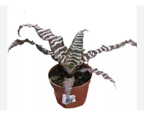 Planta Pena De Coruja. Pote 11