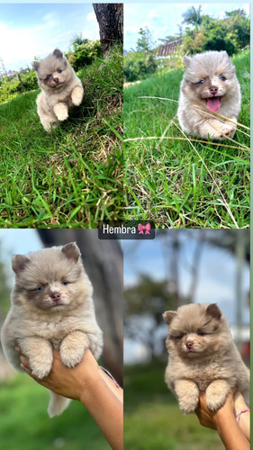 Perros Pomsky Manto Choco Merle Exotic Cachorros Disponibles