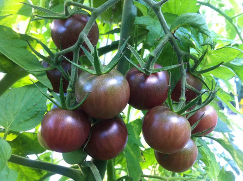 Imagen 1 de 3 de Semillas De Tomate Black Cherry 30 Semillas Por Paquete