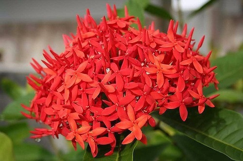 100 Sementes De Mini Ixora Chinesa Vermelha | Parcelamento sem juros