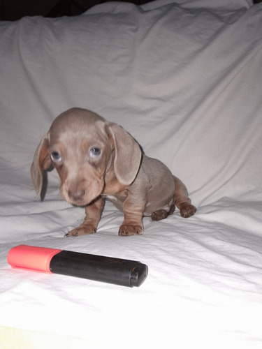 Cachorros Salchichas Mini Isabella Y Chocolate 