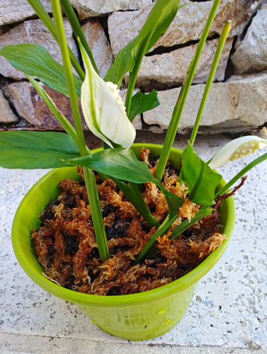Planta Spatiphyllum Caba( Villa General Mitre).