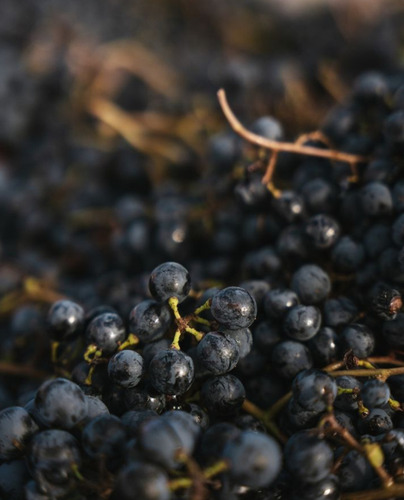 Vino Chacho La Pesca Del Día. Bodega Chacho Wines
