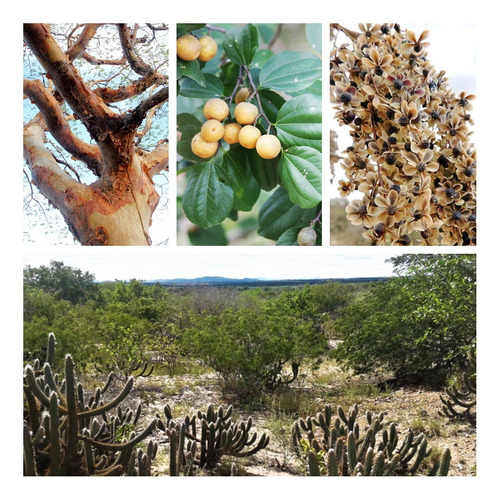 Árvores Caatinga Kit Reflorestamento Semiárido 300 Sementes