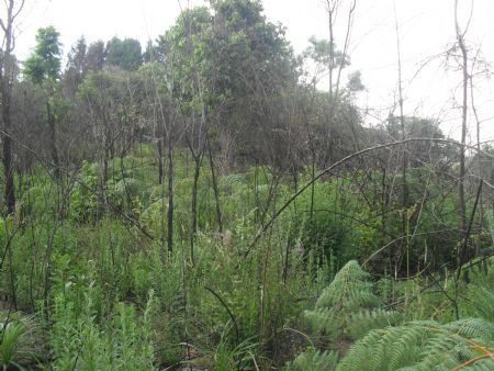 Imagem 6 de 10 de Venda Residential / Land Lot Serra Da Cantareira Mairiporã - 1437