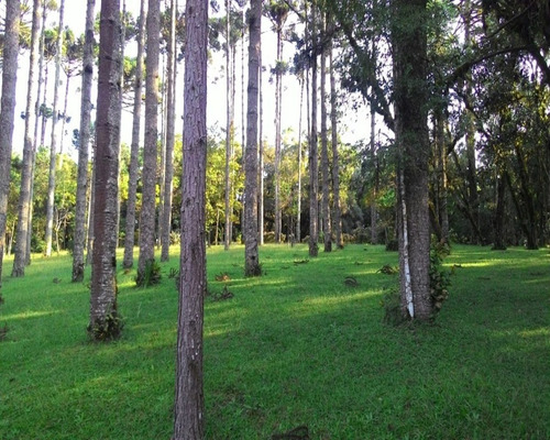 Imagem 10 de 25 de Linda Chácara Com 36.000 M² Ao Lado Do Centro De Quatro Barras - Ch00009 - 4788103