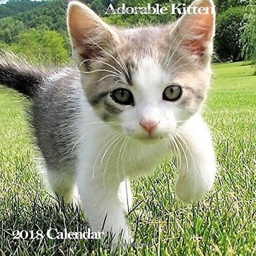 Adorable Kitten 2018 Calendar Smile 2018 Monthly Cute Baby C