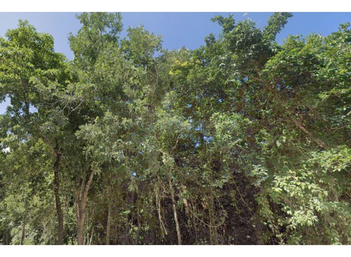 Terreno Tulum De 8.5 Hectáreas Cerca De Xel-ha Y De Varios Cenotes,