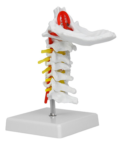 Anatomía Espinal De La Columna Vertebral De La Arteria Cervi