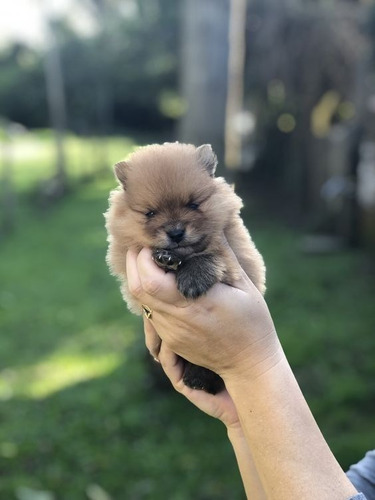 Cachorros Pomerania Perros En Venta Valledupar Pets Dogs