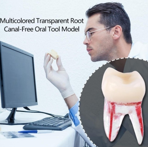 Imagen 2 de 10 de Molar Para Práctica Endodoncia Enseñanza Santiago