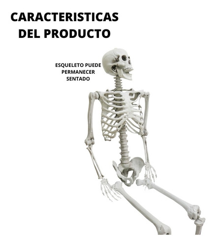 Imagen 5 de 9 de Decoracion Esqueleto Halloween 1.85 Mts Extremidades Moviles