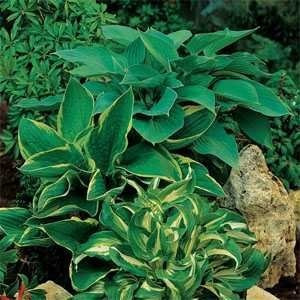 Outsidepride Hosta Plant Seed Americans - 50 Semillas