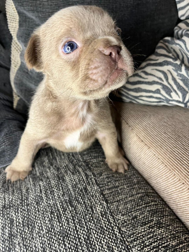 Bulldog Francés Macho Rojo , Marrón Claro