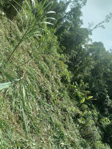Imagem 10 de 14 de Terreno Em Miracatu C/ 30 Mil M