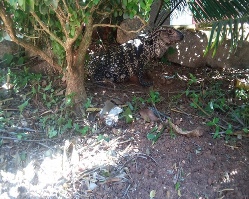 Imagem 22 de 30 de Casa - Ca01893 - 4444537